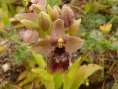 Ophrys × sommieri