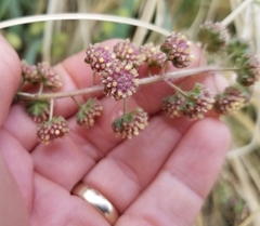 Ambrosia ambrosioides