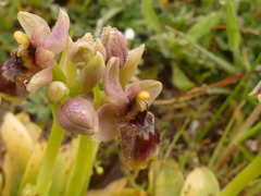 Ophrys × sommieri