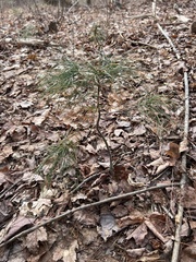 Pinus strobus