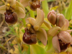 Ophrys × sommieri