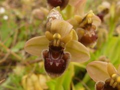 Ophrys × sommieri