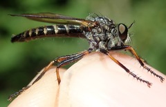 Stilpnogaster stabilis