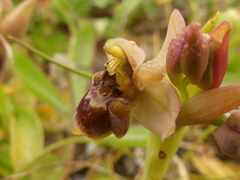 Ophrys × sommieri