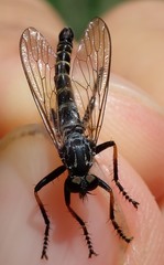 Stilpnogaster stabilis