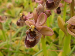 Ophrys × sommieri