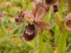 Ophrys × sommieri