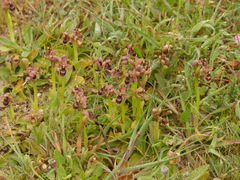 Ophrys × sommieri