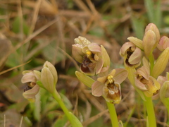 Ophrys × sommieri