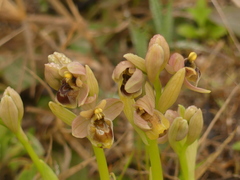 Ophrys × sommieri