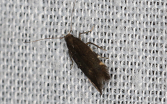 Aproaerema isoscelixantha