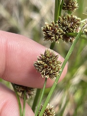 Cyperus reflexus