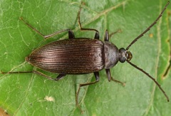 Capnochroa fuliginosa