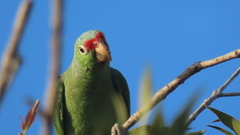 Amazona autumnalis salvini