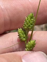 Carex complanata