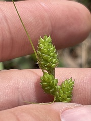 Carex complanata