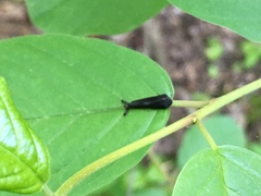 Mystacides sepulchralis