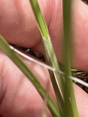 Carex complanata