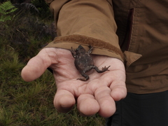 Rhinella nicefori