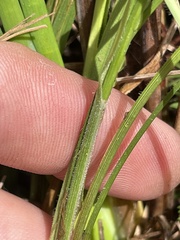 Carex complanata