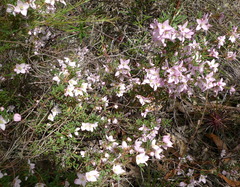 Boronia floribunda