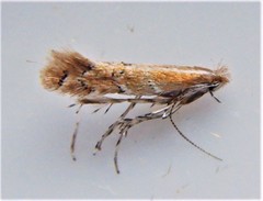 Cremastobombycia solidaginis