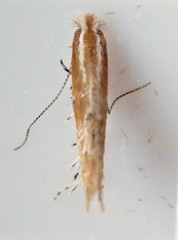 Cremastobombycia solidaginis