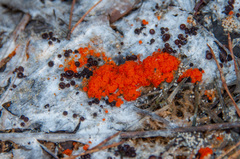 Byssonectria terrestris