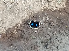 Junonia oenone oenone