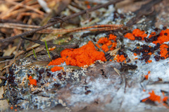 Byssonectria terrestris