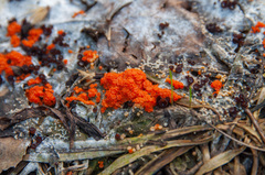 Byssonectria terrestris