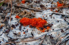 Byssonectria terrestris