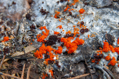 Pseudombrophila guldeniae