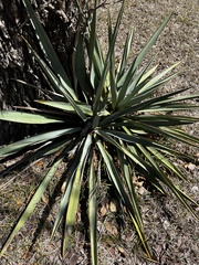 Yucca pallida