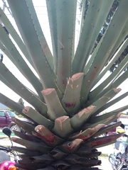 Agave tequilana