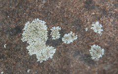 Physcia subtilis