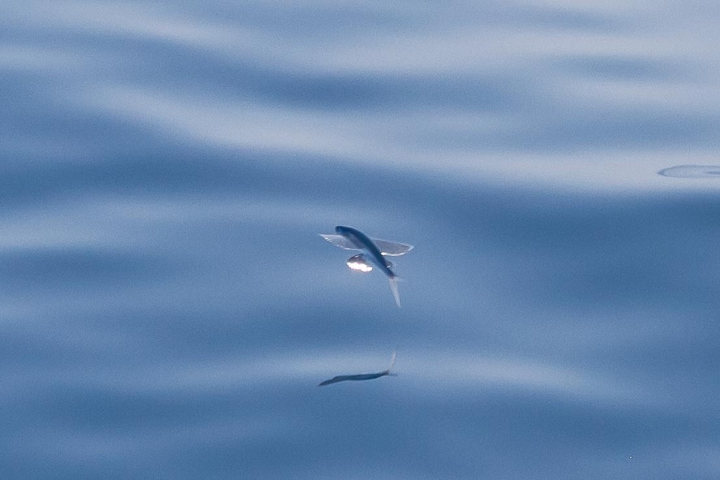 Sailor flyingfish
