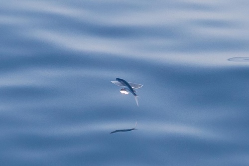 Sailor flyingfish