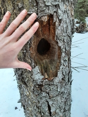 Dryocopus