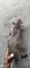 Cricetomys emini