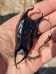 Rostroraja eglanteria