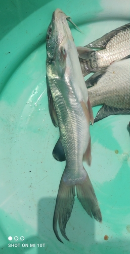 Chrysichthys nigrodigitatus