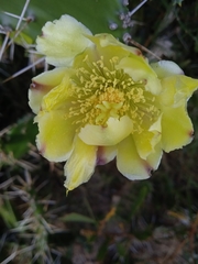Opuntia arechavaletae