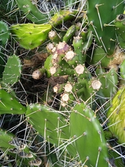Opuntia arechavaletae