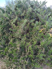 Opuntia arechavaletae