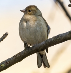 Fringilla coelebs