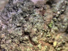 Rinodina papillata