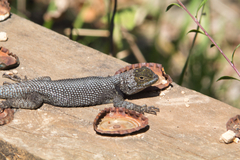Sceloporus taeniocnemis
