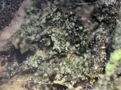 Rinodina papillata