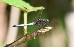 Orthetrum azureum